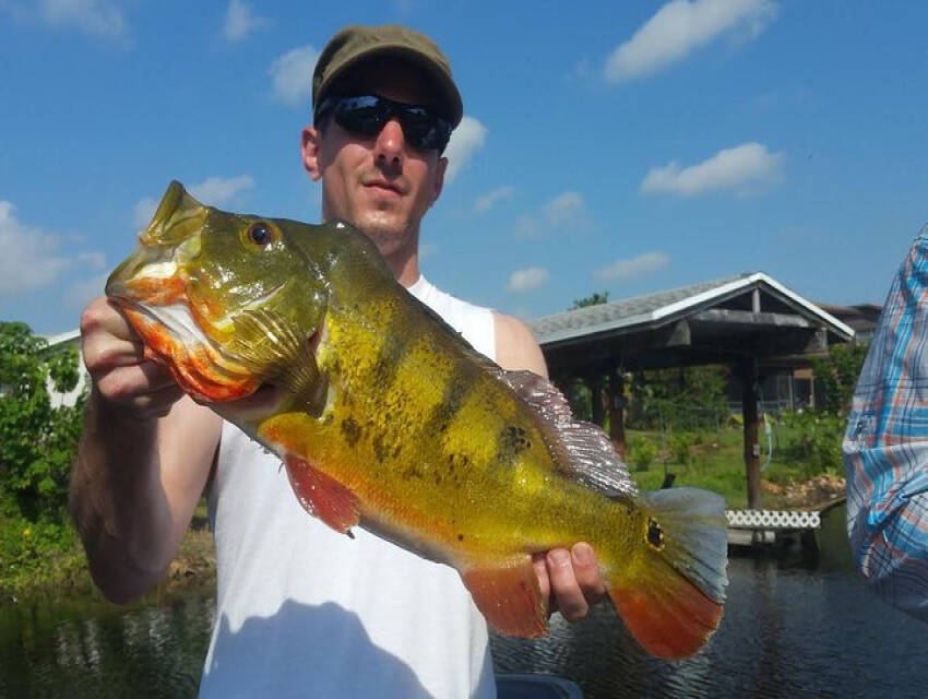 8 Hour Peacock Bass Fishing Trip Near Palm Beach, Jul 29th 7:00pm, Lake ...
