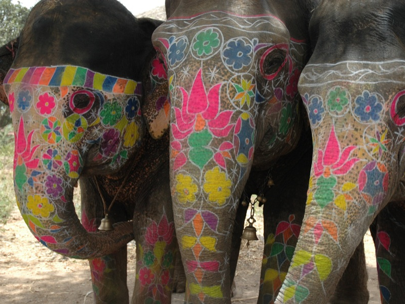 Elephant Festival