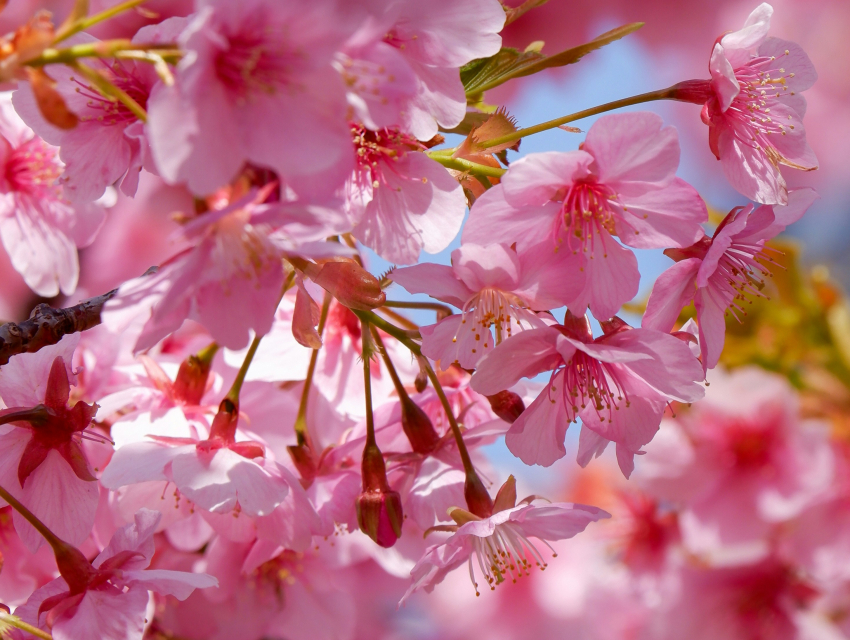 สัมผัสเทศกาลฮานามิญี่ปุ่น