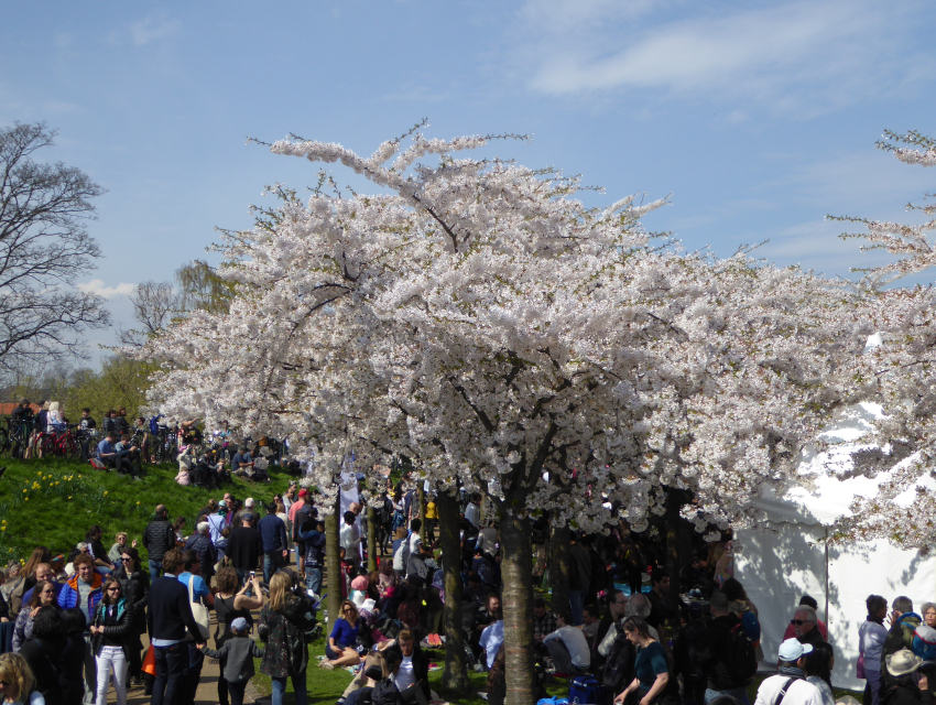 Copenhagen Sakura Festival