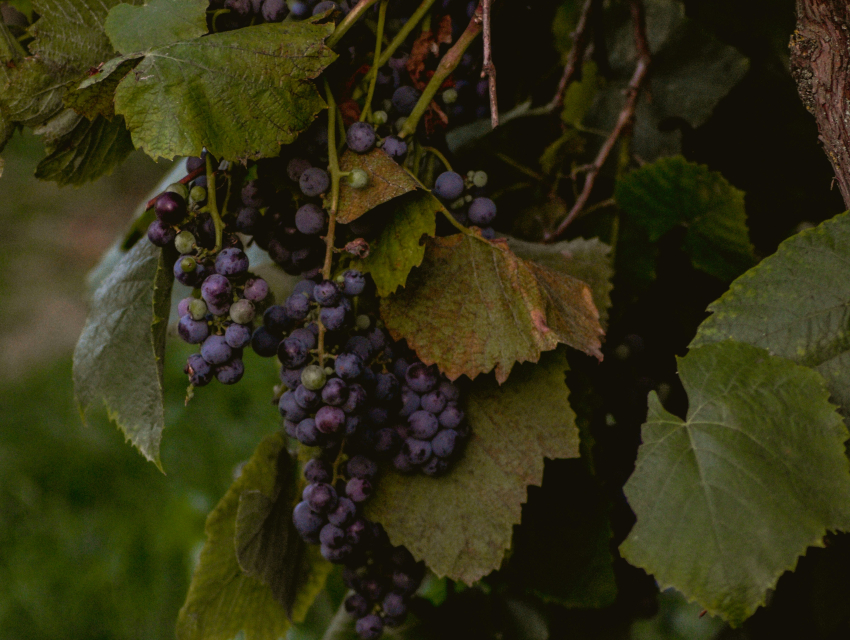 Fête des Vendanges de Montmartre