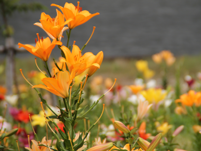 Toyono Cosmos Festival