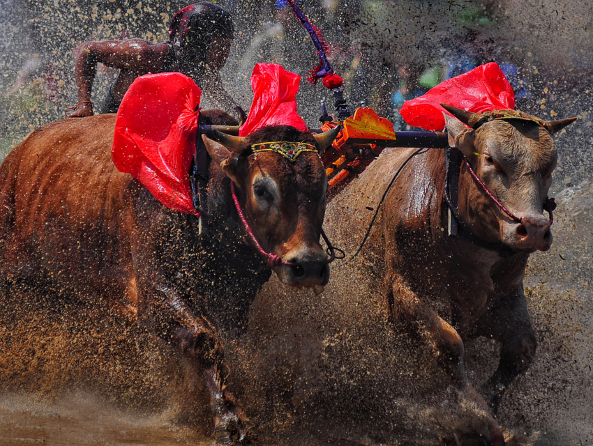 Makepung Bull Race