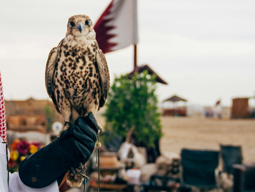 King Abdulaziz Falconry Festival
