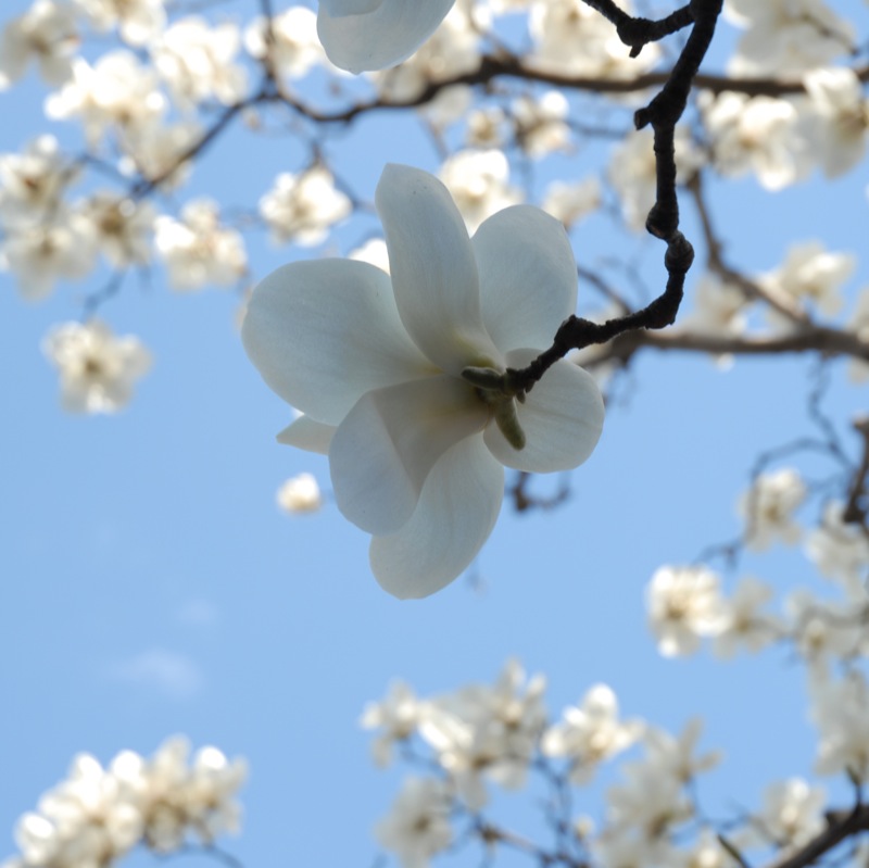 Chinese New Year (Spring Festival)