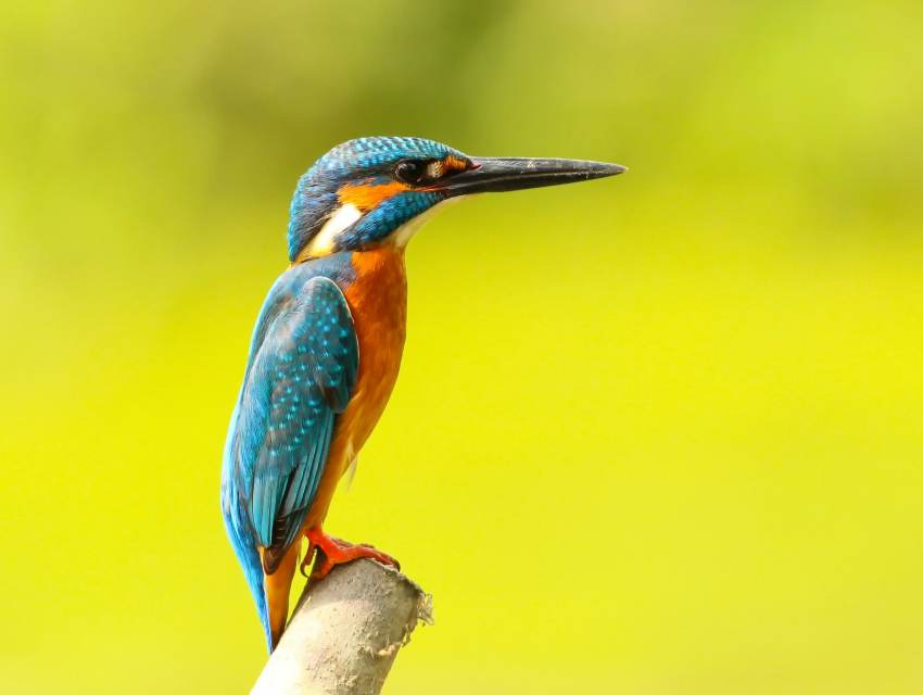 Festival dos Pássaros de San Diego