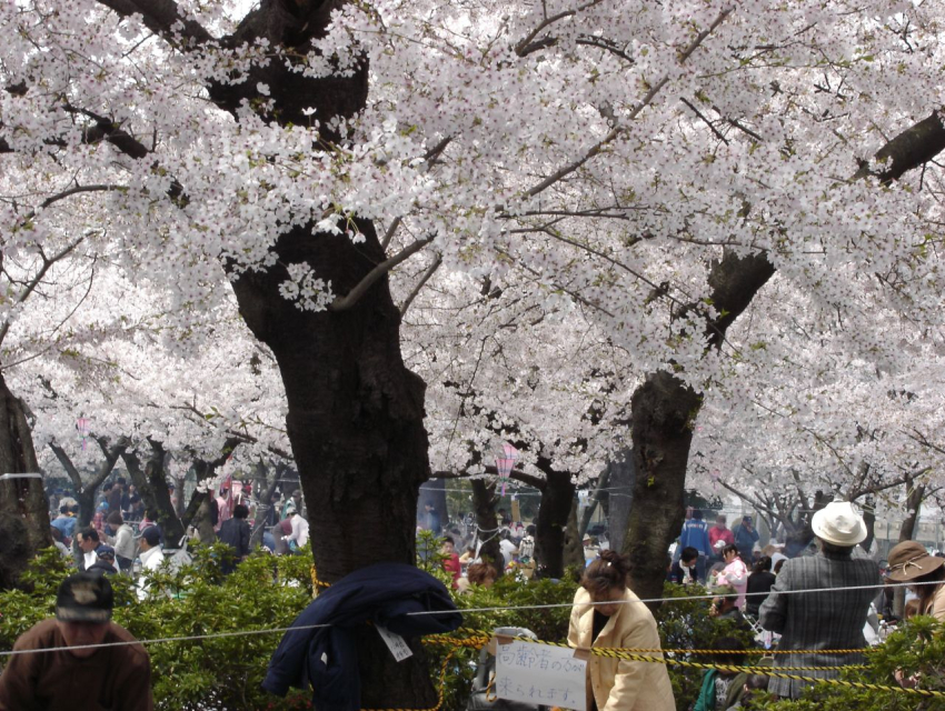 Flor de cerezo de Osaka