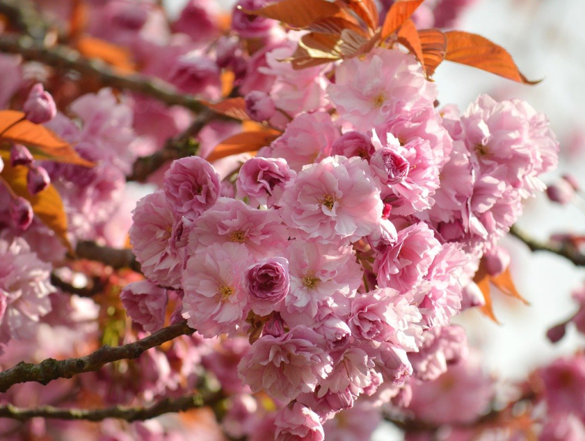 Kyoto Cherry Blossom Festival