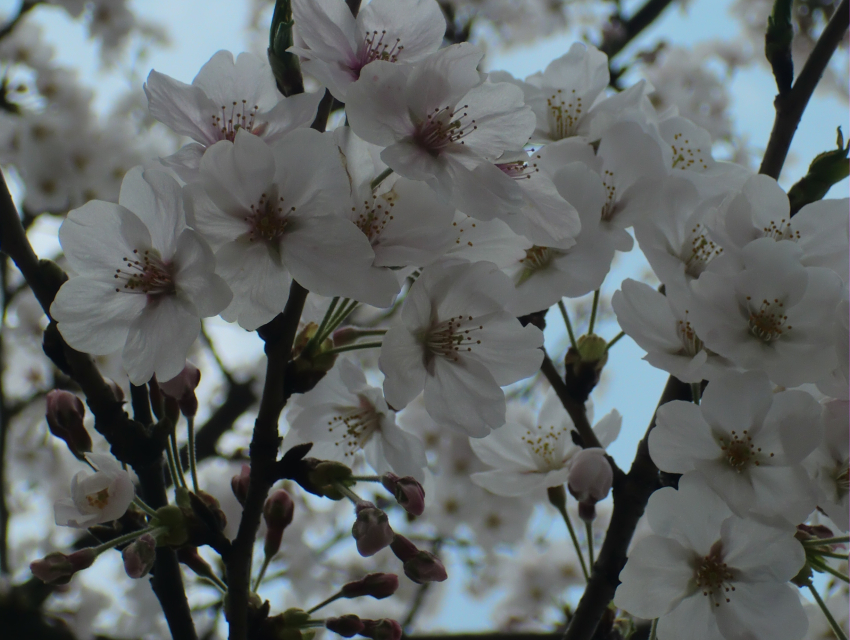 Yeongdeungpo Yeouido Bahar Çiçeği Festivali