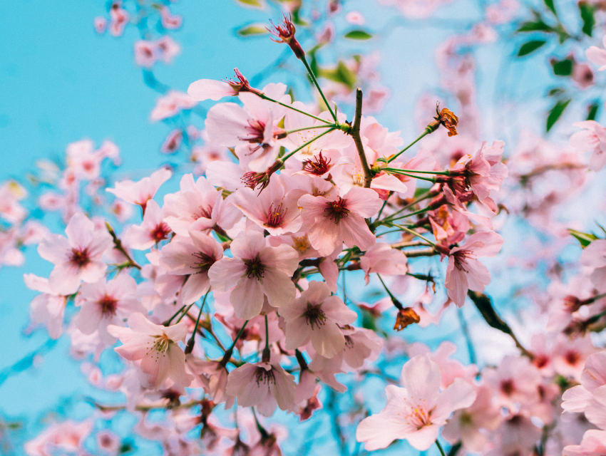 내슈빌 벚꽃 축제
