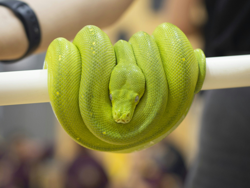 Pertunjukan Reptil Nasional Terbaik