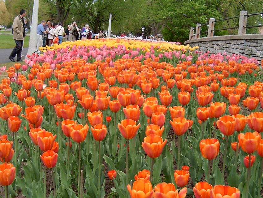 Istanbul Tulip Festival