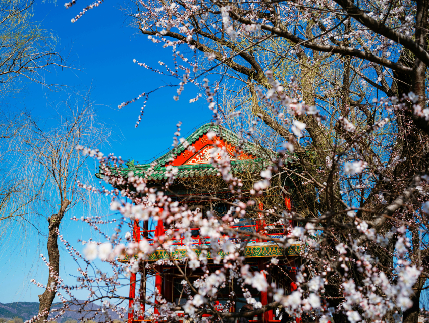 Meiji-Schrein Frühling großes Frühlingsfest