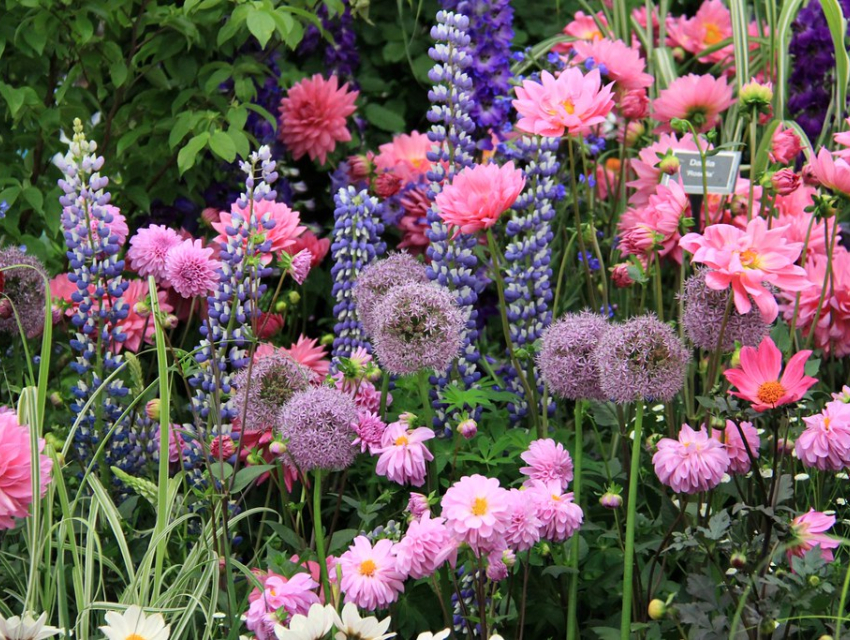 Royal Horticultural Society Chelsea Flower Show
