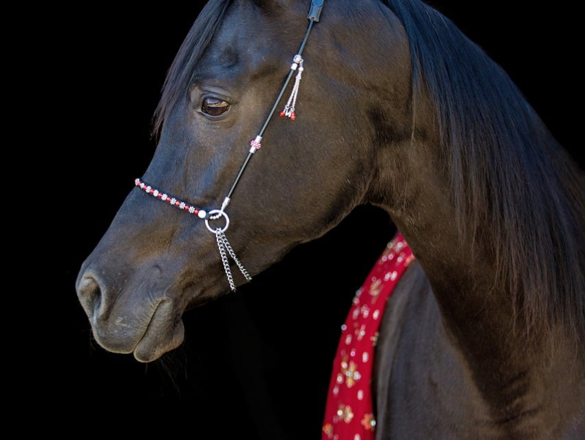 London International Horse Show